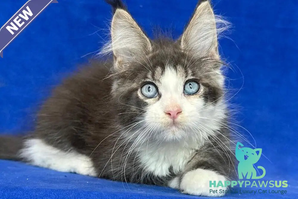 Feya Maine Coon female blue tabby bicolour - live animals