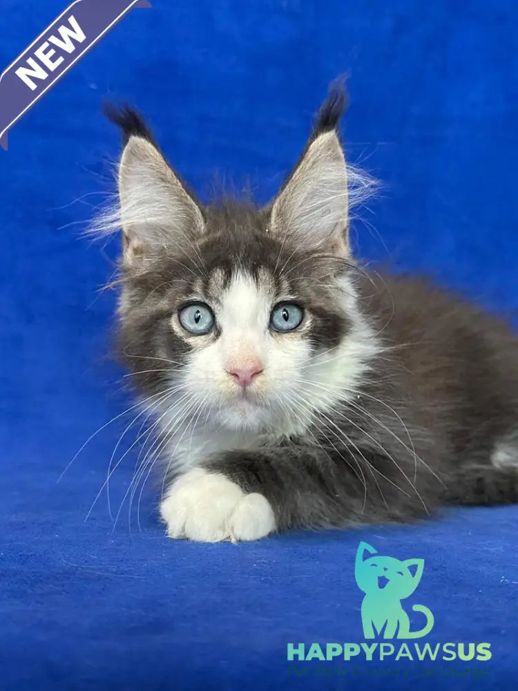 Feya Maine Coon female blue tabby bicolour - live animals
