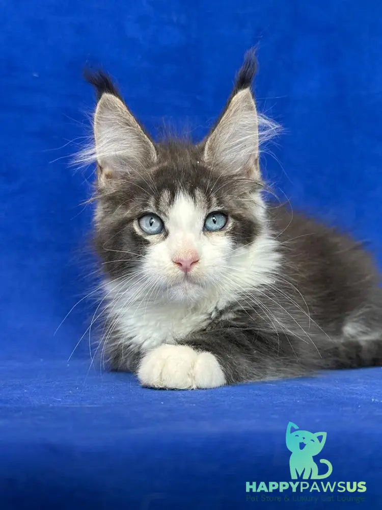 Feya Maine Coon female blue tabby bicolour - live animals