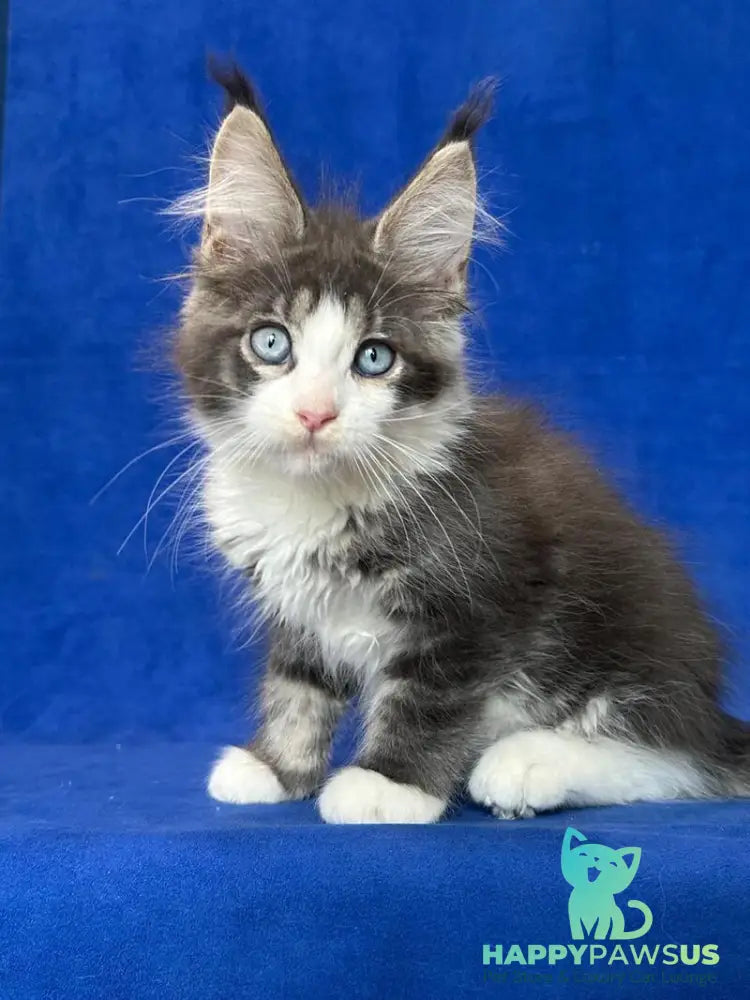 Feya Maine Coon female blue tabby bicolour - live animals