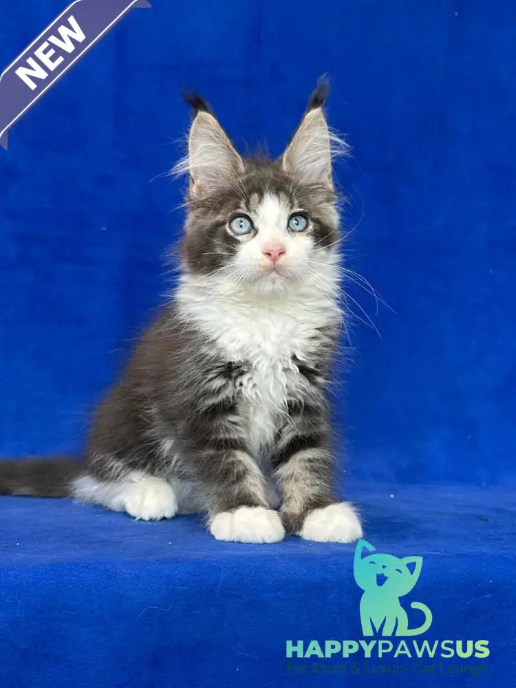 Feya Maine Coon female blue tabby bicolour - live animals
