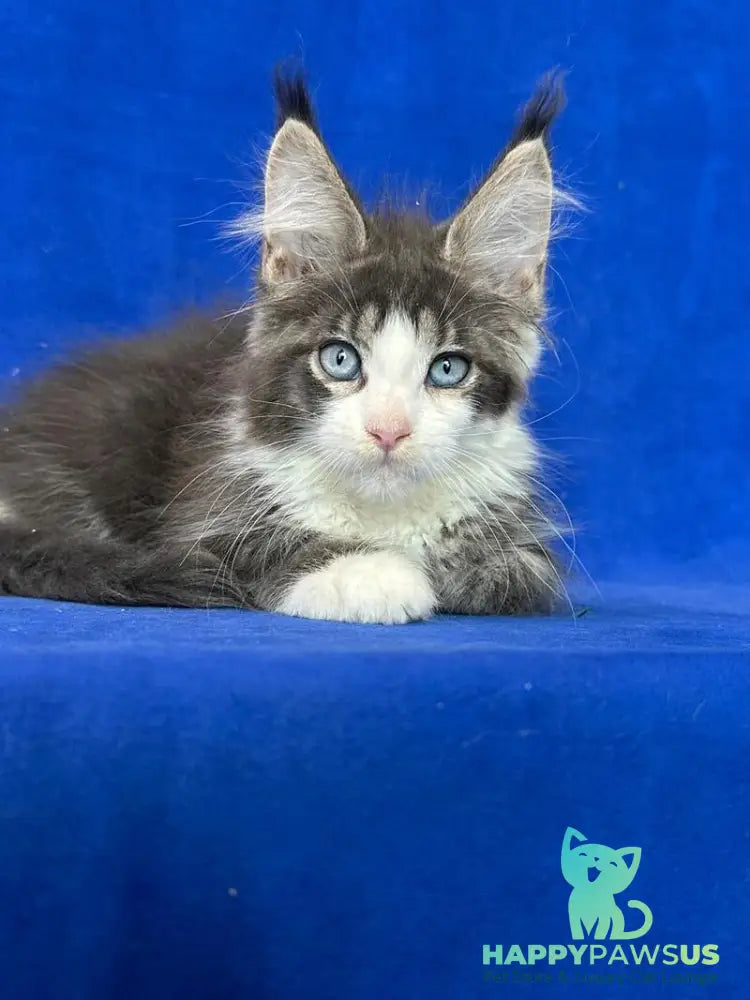 Feya Maine Coon female blue tabby bicolour - live animals
