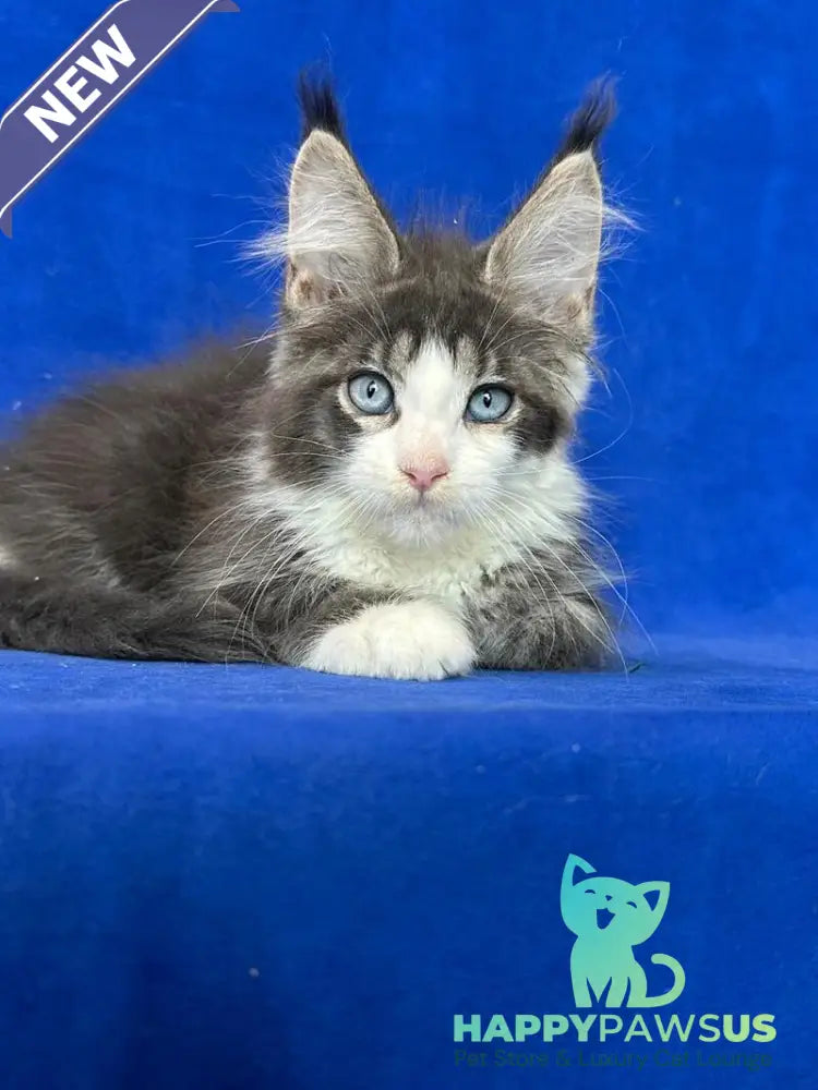 Feya Maine Coon female blue tabby bicolour - live animals
