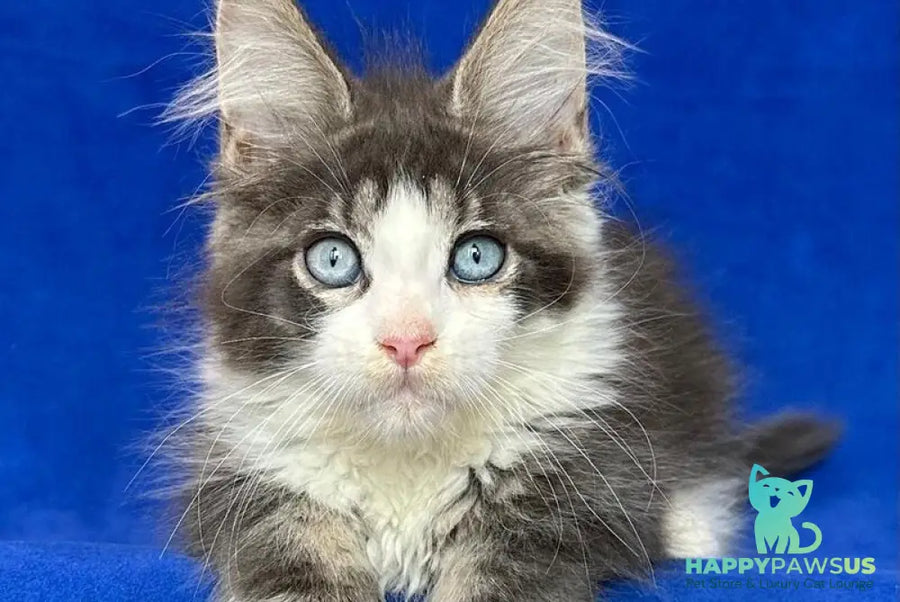 Feya Maine Coon female blue tabby bicolour - live animals