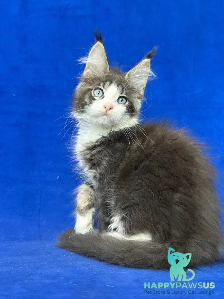 Feya Maine Coon female blue tabby bicolour - live animals