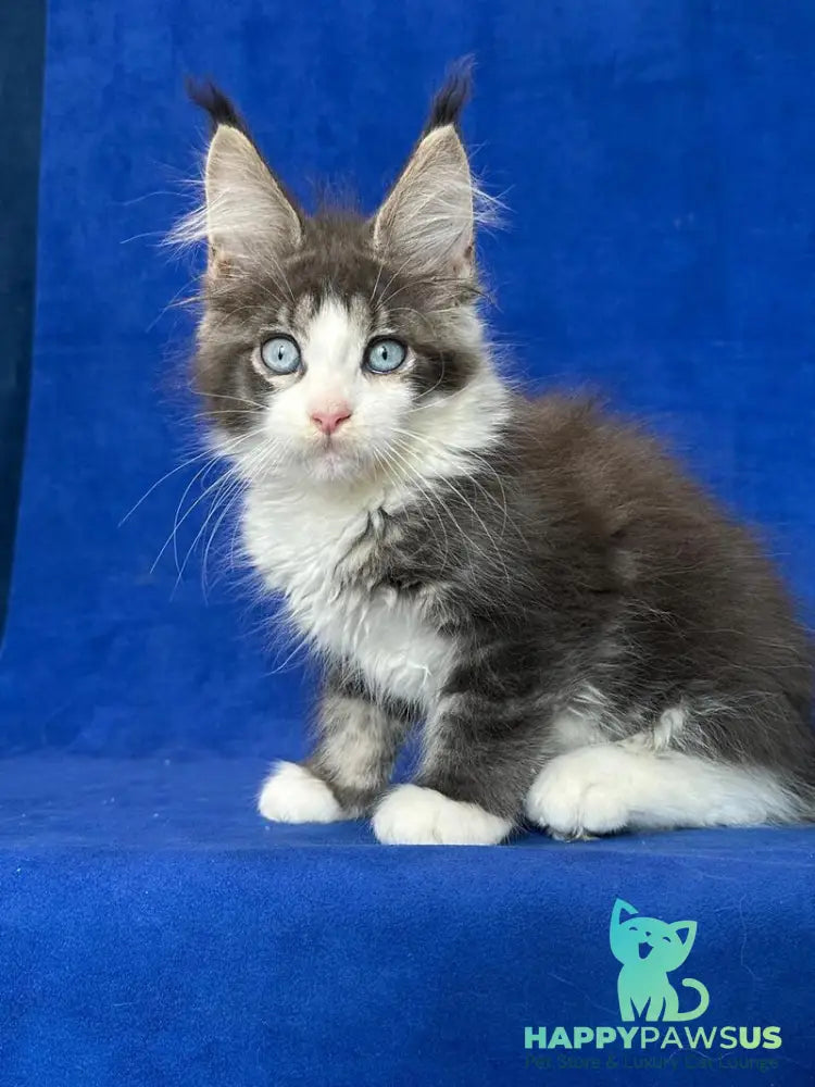 Feya Maine Coon female blue tabby bicolour - live animals