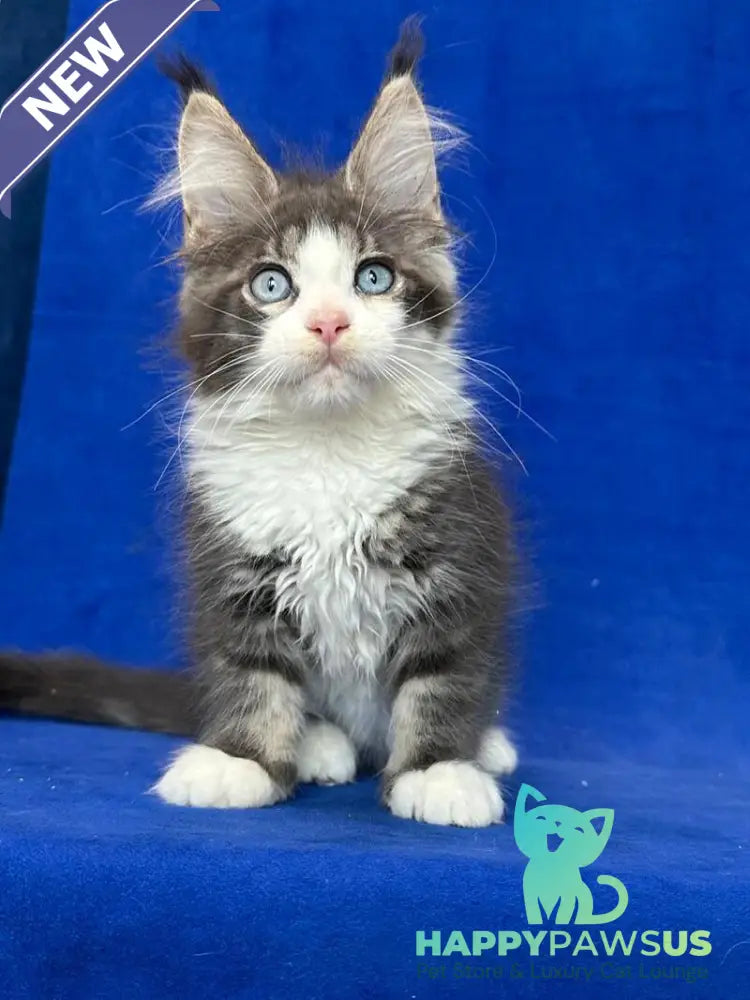 Feya Maine Coon female blue tabby bicolour - live animals