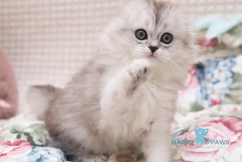 Feya Scottish Fold female black silver shaded live animals