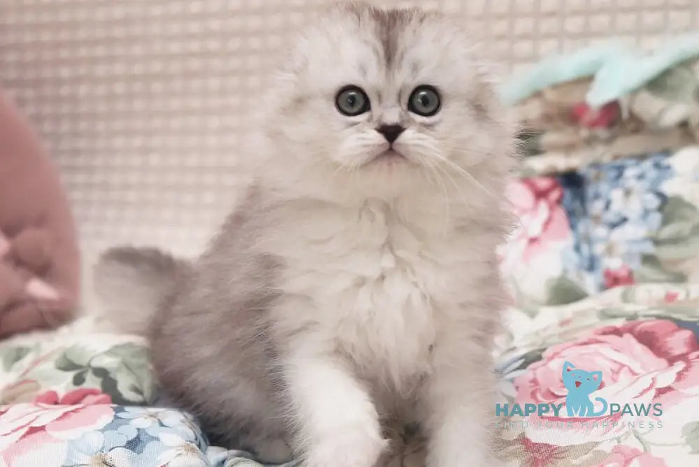 Feya Scottish Fold female black silver shaded live animals
