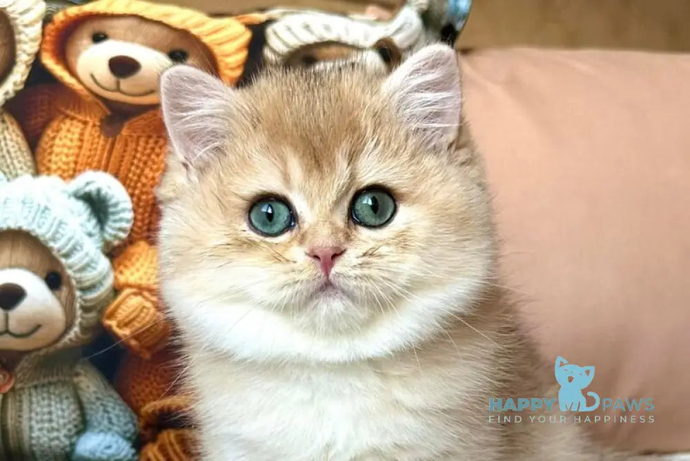 Fialka British Shorthair female black golden shaded live animals