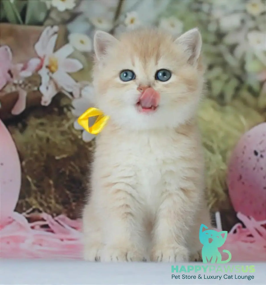 Fialka British Shorthair female blue golden chinchilla live animals