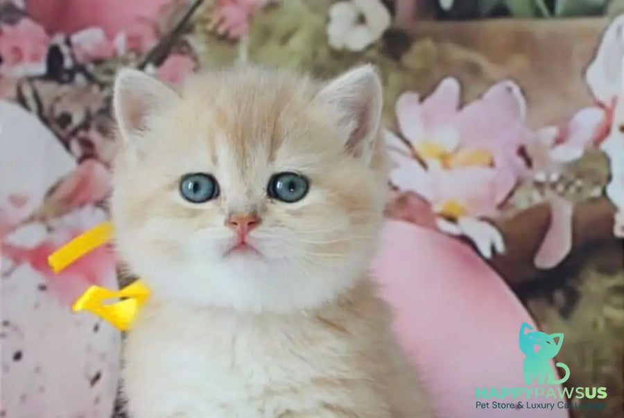 Fialka British Shorthair female blue golden chinchilla live animals