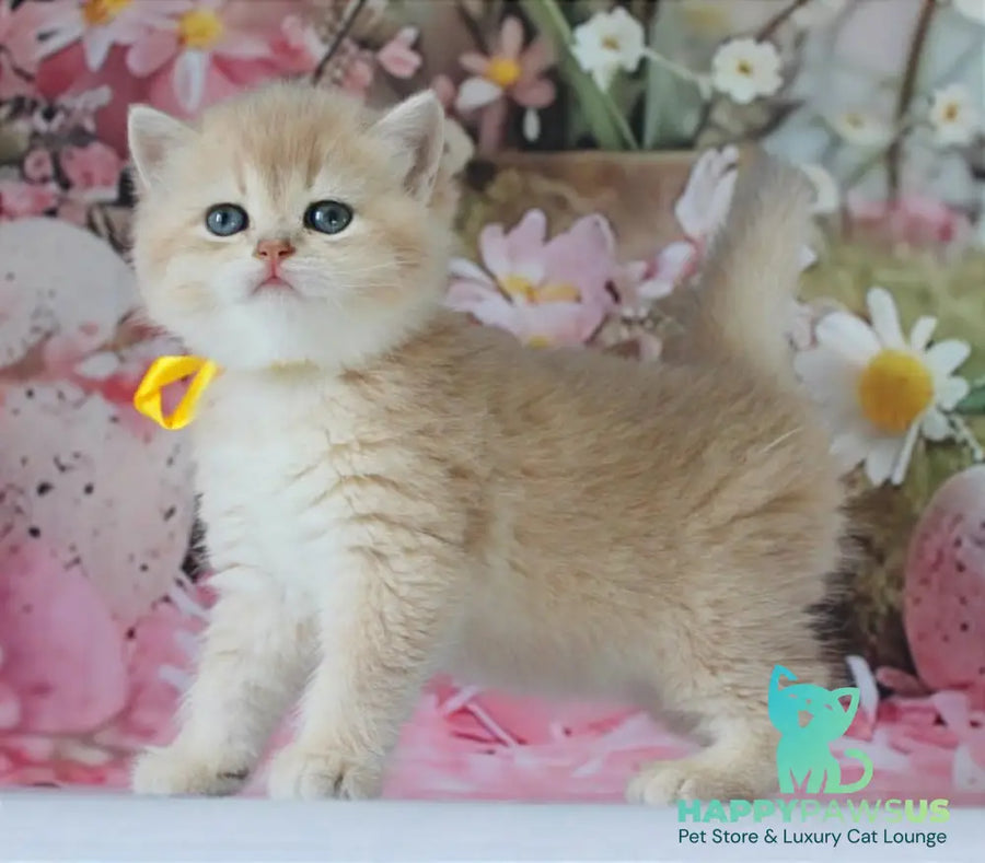 Fialka British Shorthair female blue golden chinchilla live animals