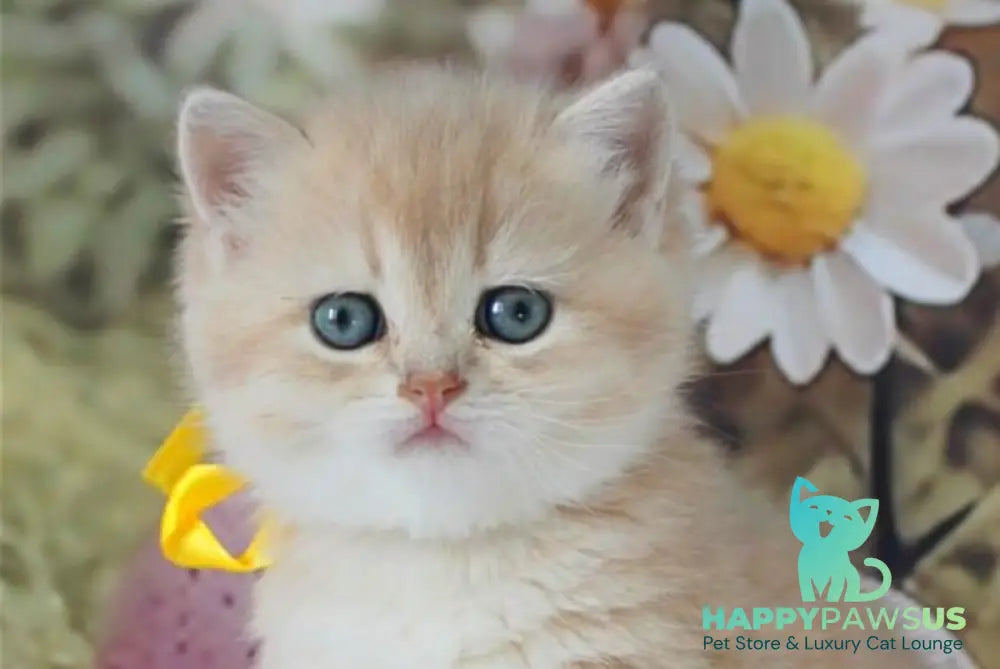 Fialka British Shorthair female blue golden chinchilla live animals