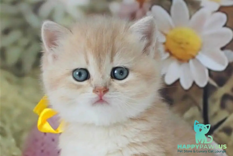 Fialka British Shorthair female blue golden chinchilla live animals