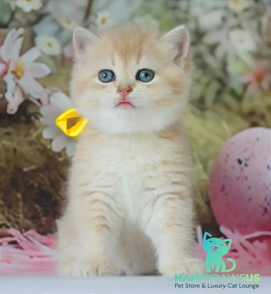 Fialka British Shorthair female blue golden chinchilla live animals