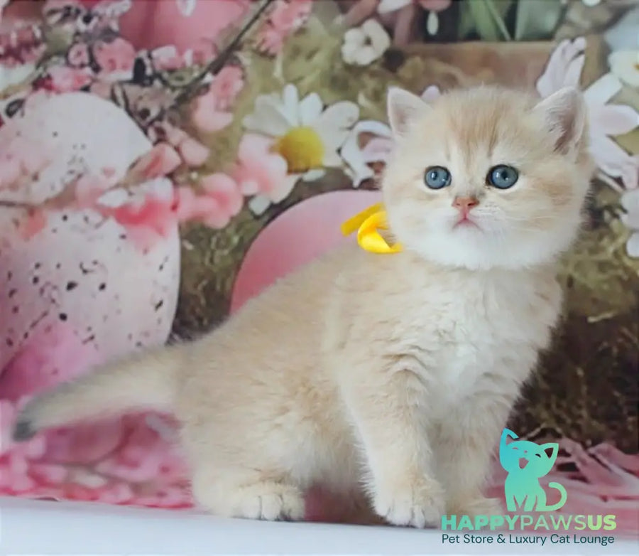 Fialka British Shorthair female blue golden chinchilla live animals