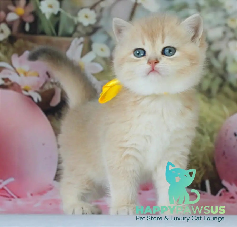 Fialka British Shorthair female blue golden chinchilla live animals