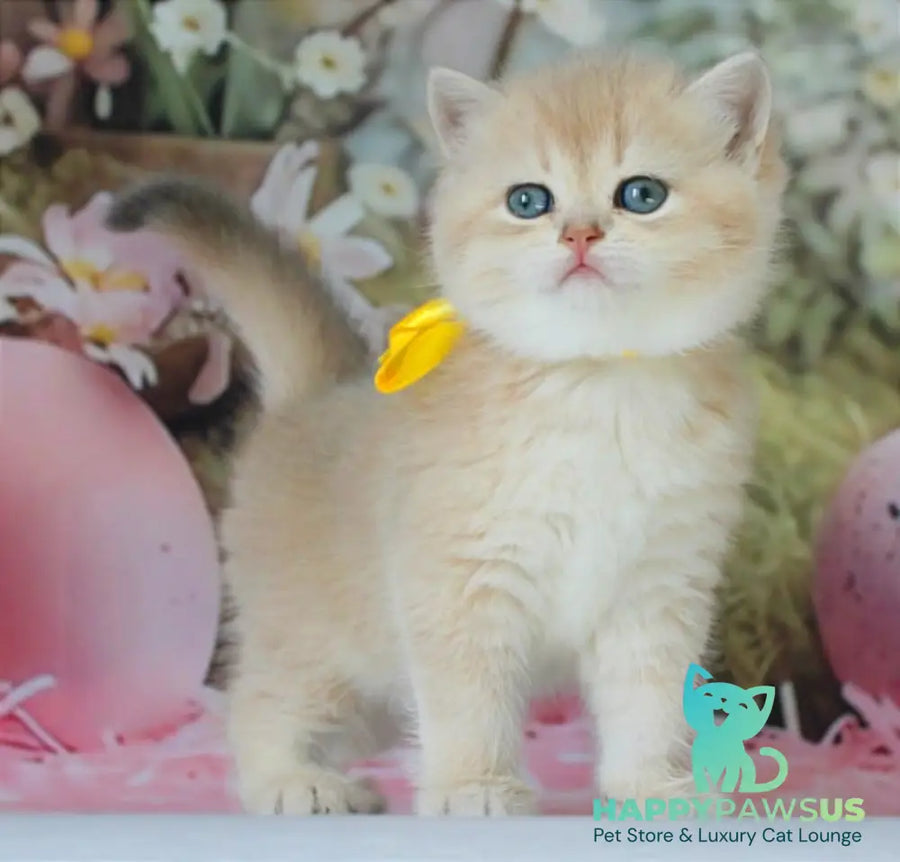 Fialka British Shorthair female blue golden chinchilla live animals