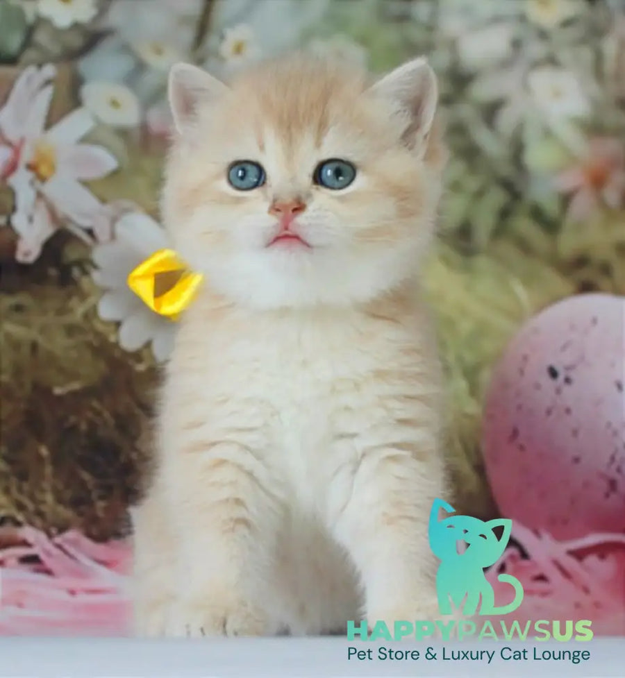 Fialka British Shorthair female blue golden chinchilla live animals