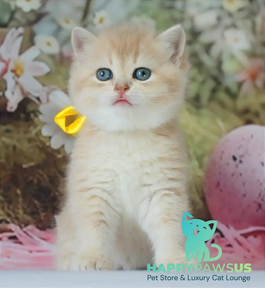 Fialka British Shorthair female blue golden chinchilla live animals