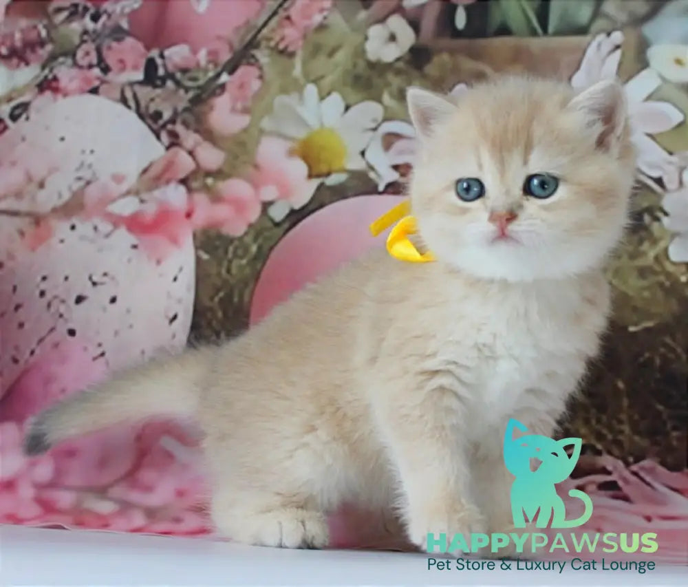 Fialka British Shorthair female blue golden chinchilla live animals