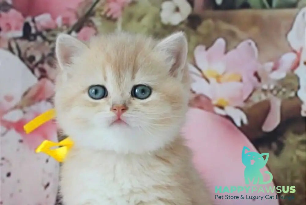 Fialka British Shorthair female blue golden chinchilla live animals