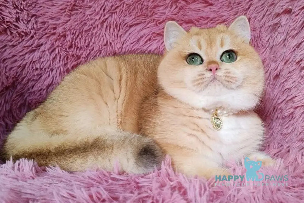 Fiata British Shorthair female black golden chinchilla live animals