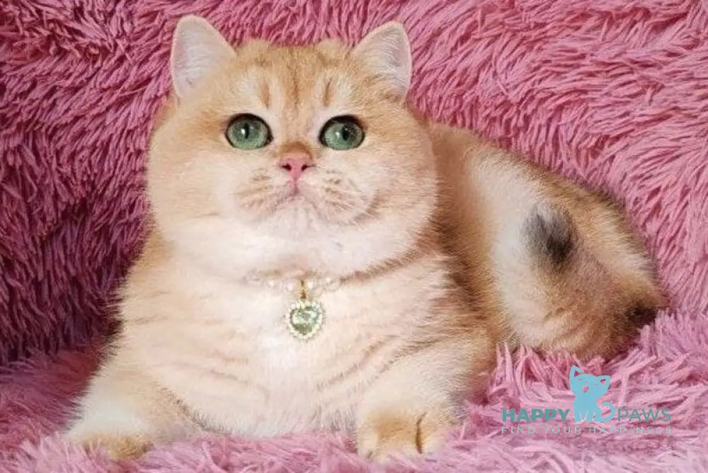 Fiata British Shorthair female black golden chinchilla live animals