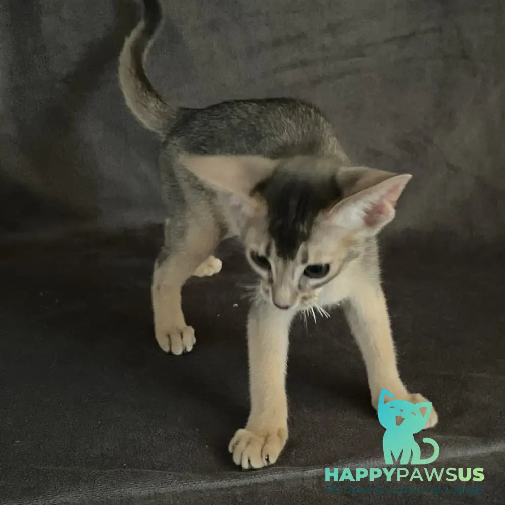 Fibi Abyssinian female blue - live animals