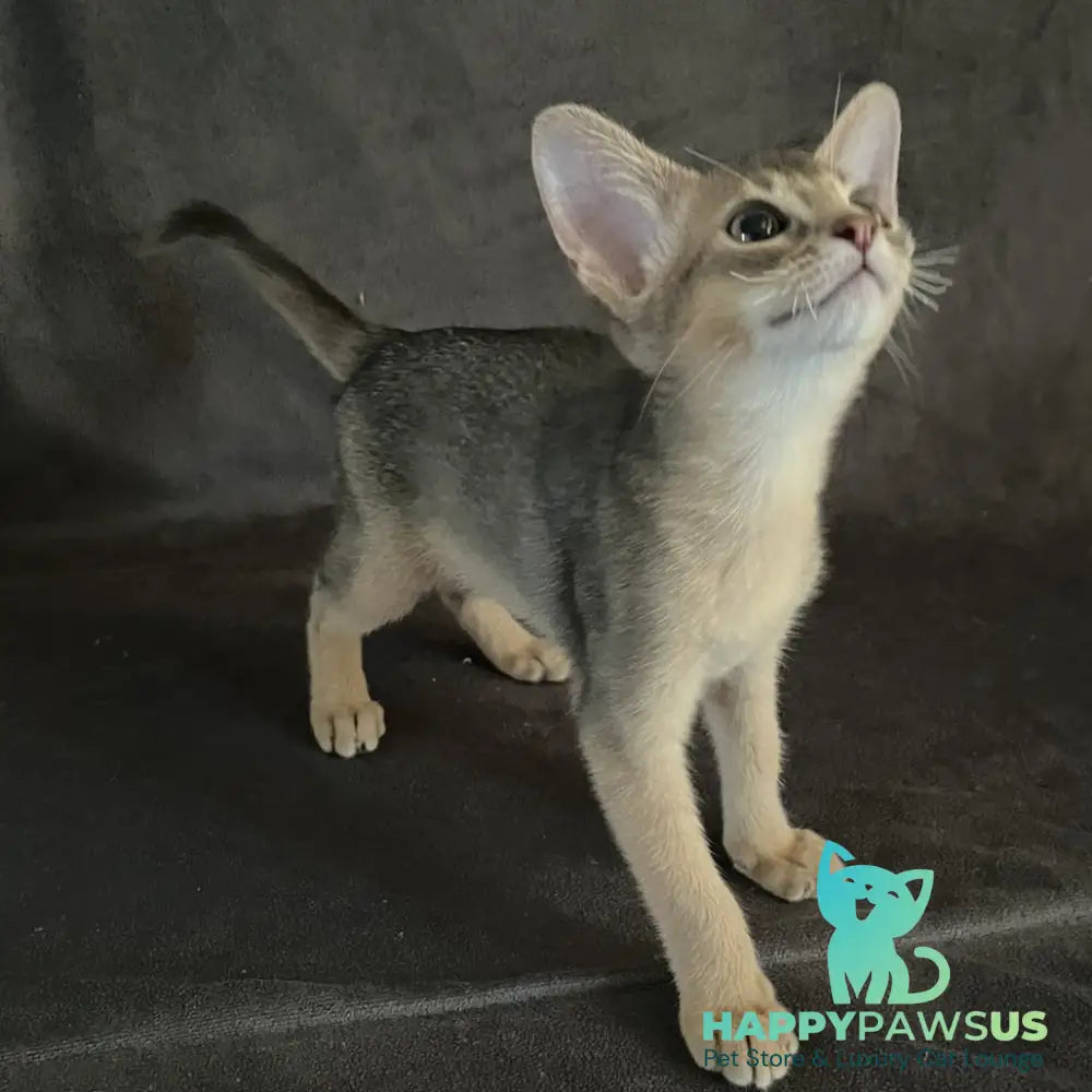 Fibi Abyssinian female blue - live animals