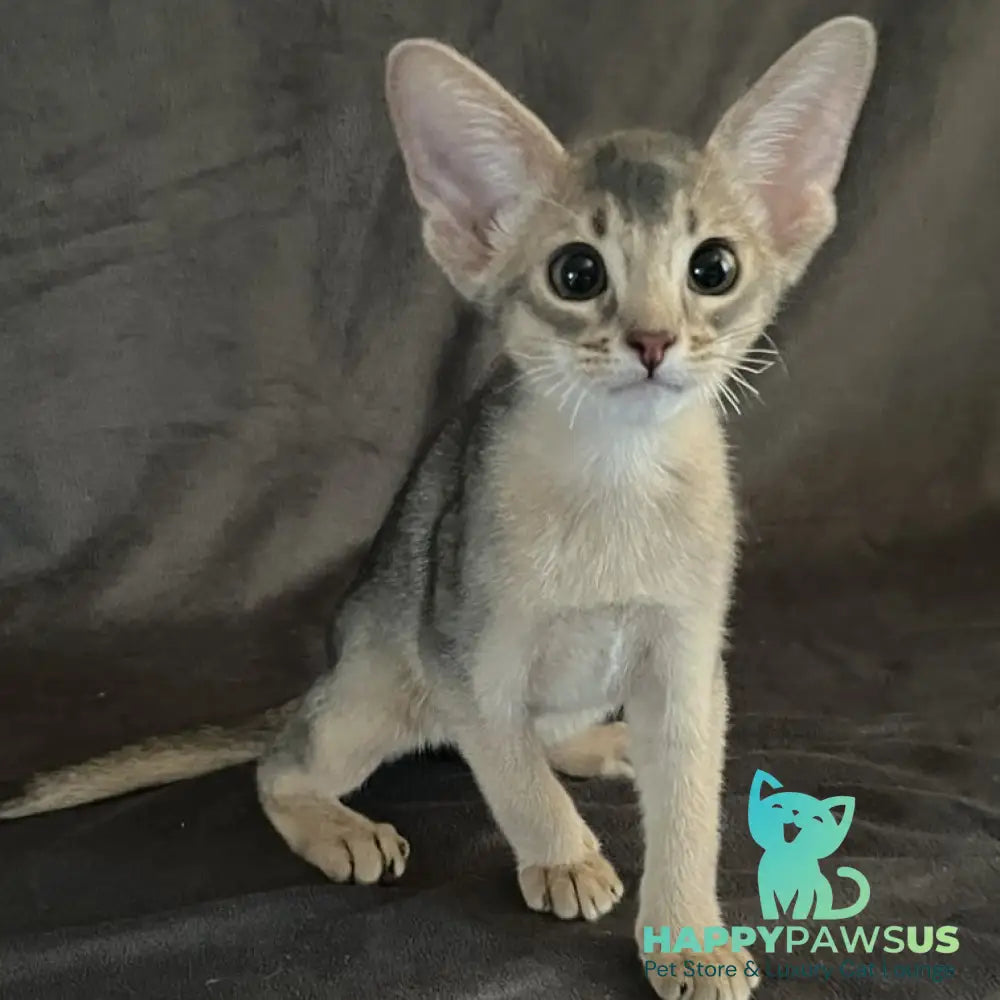 Fibi Abyssinian female blue - live animals