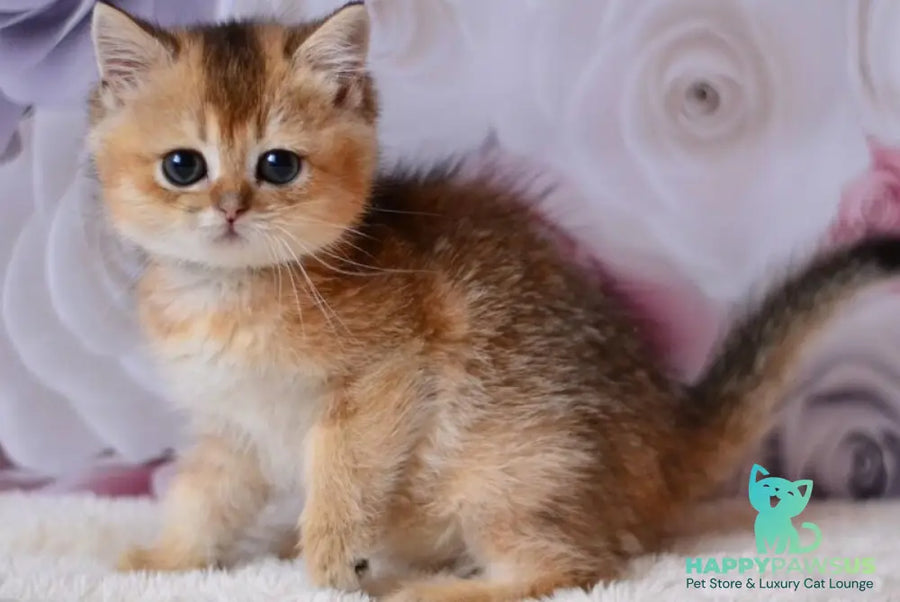 Fibi British Shorthair female black golden ticked tabby - live animals