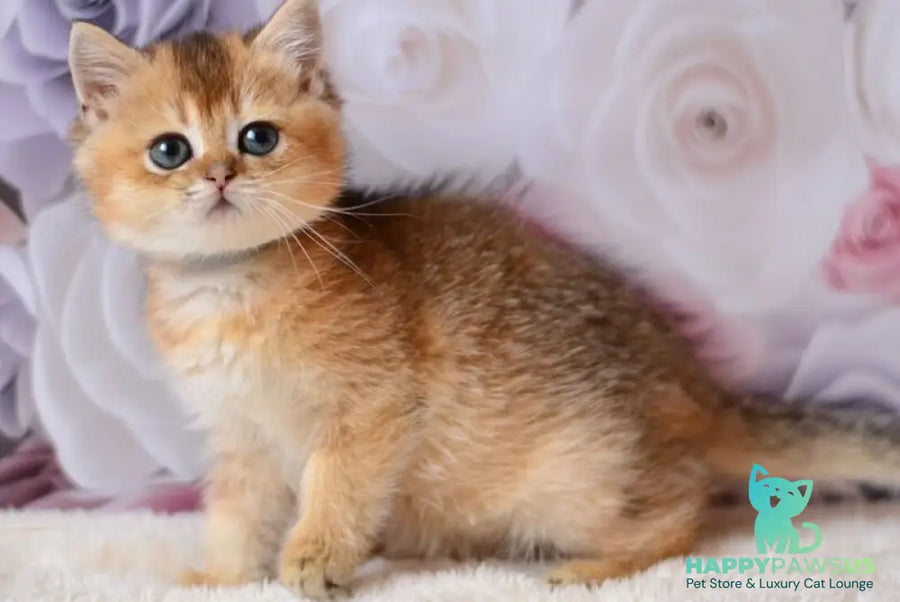 Fibi British Shorthair female black golden ticked tabby - live animals