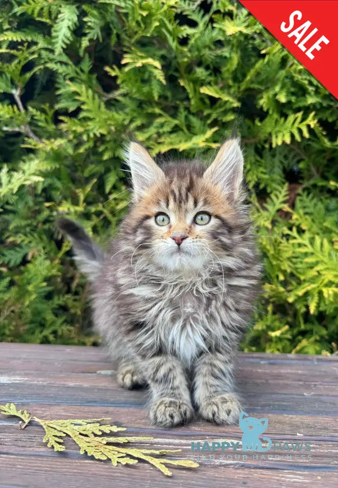 Fidzhi Maine Coon female black ticked tabby - live animals