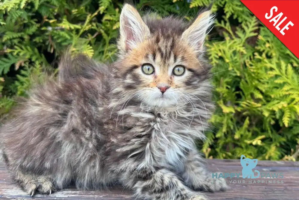 Fidzhi Maine Coon female black ticked tabby - live animals