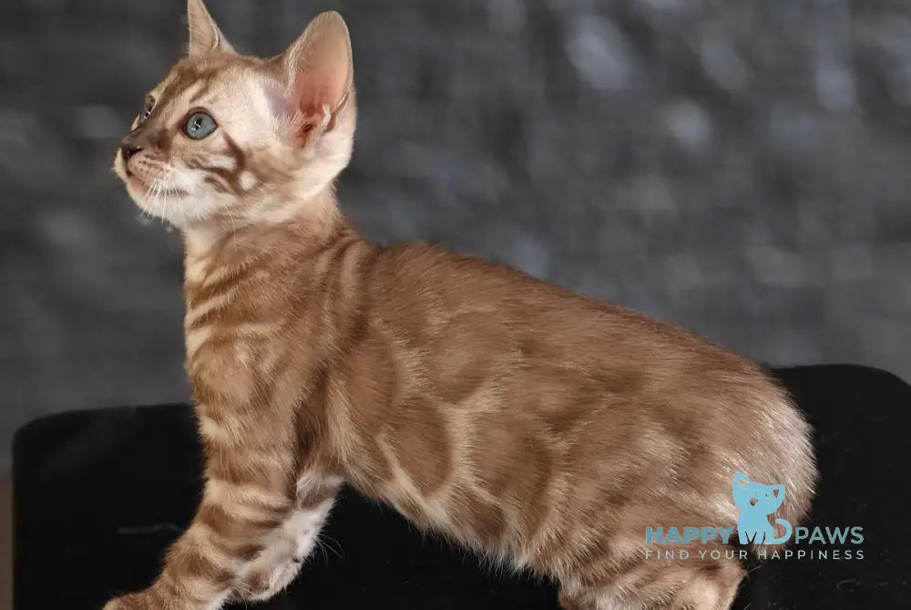 Fiesta Bengal female black amber spotted tabby pointed live animals
