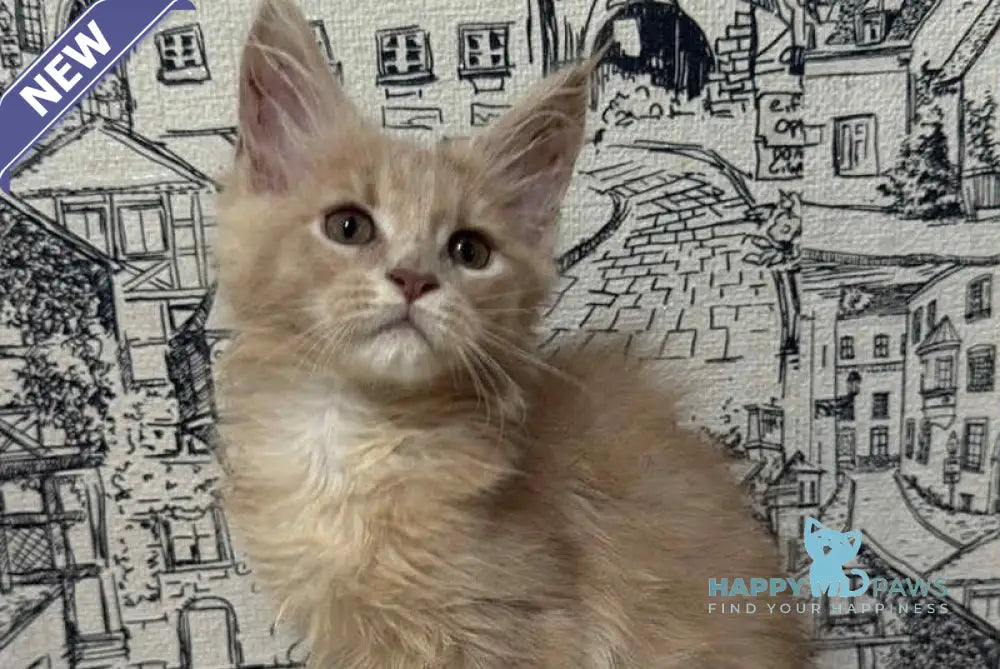 Fiesta Maine Coon female cream live animals