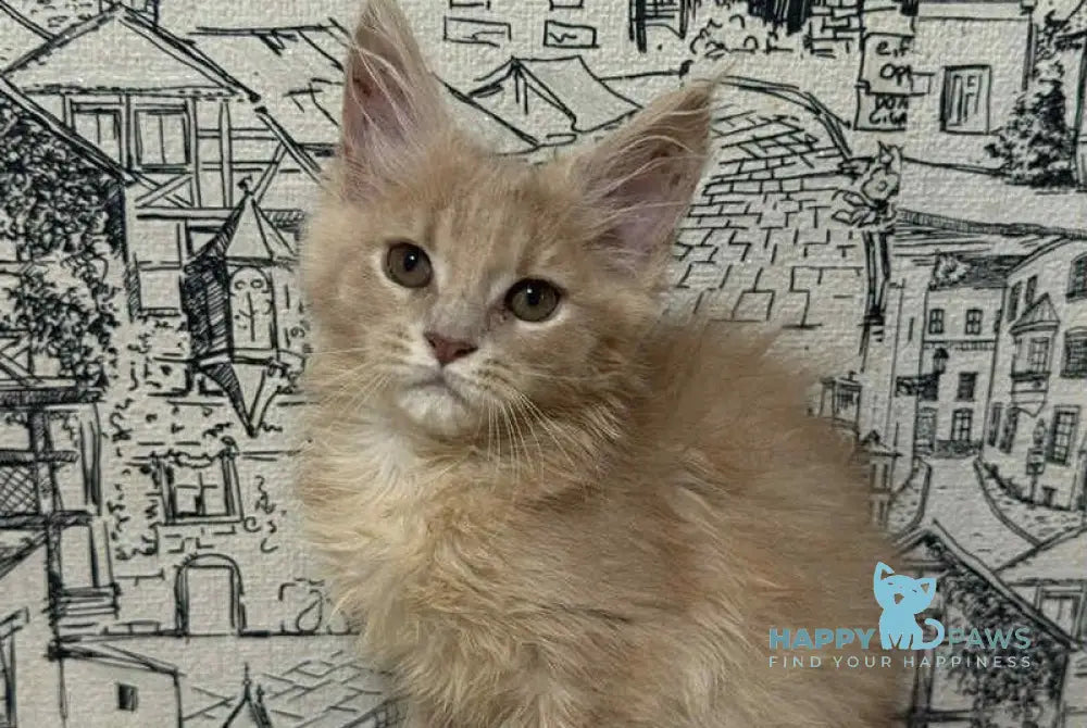 Fiesta Maine Coon female cream live animals