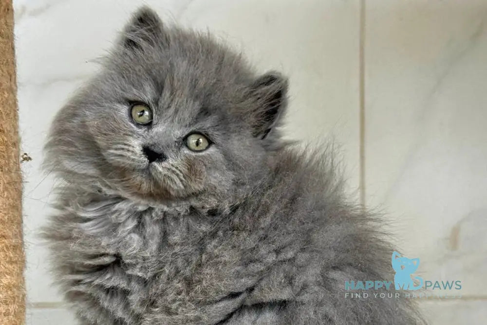 Fifa British Longhair female blue - live animals