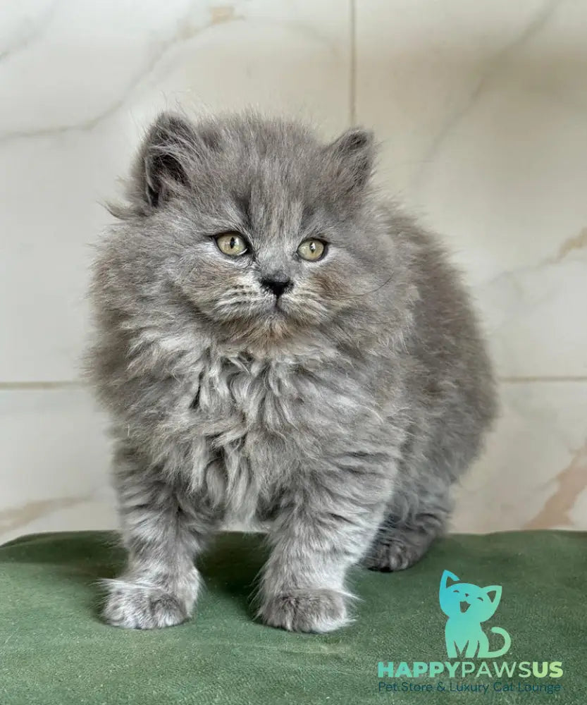 Fifa British Longhair female blue - live animals