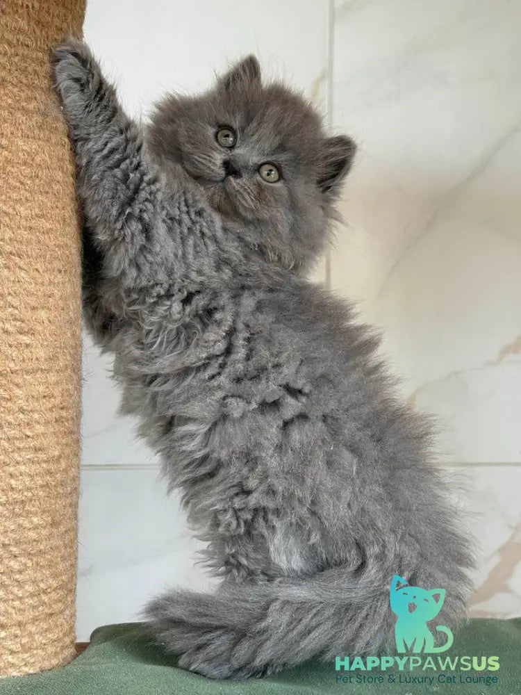 Fifa British Longhair female blue - live animals