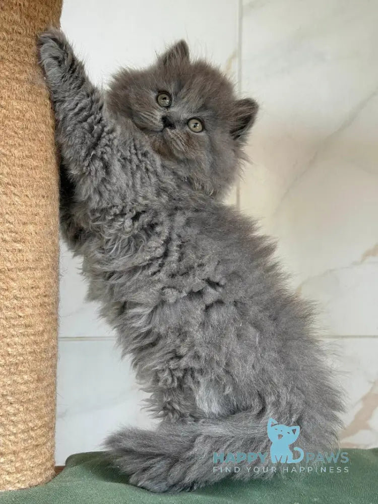 Fifa British Longhair female blue - live animals