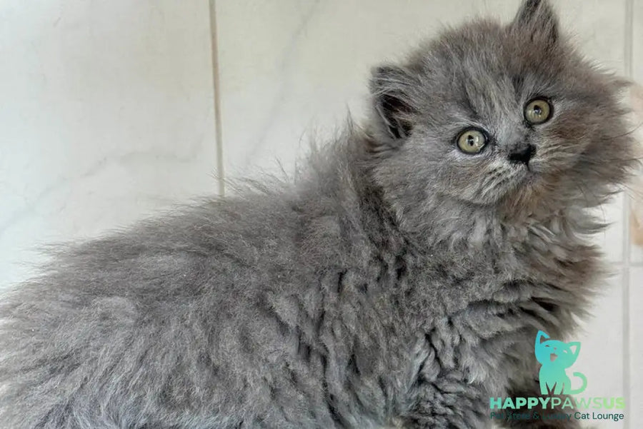 Fifa British Longhair female blue - live animals