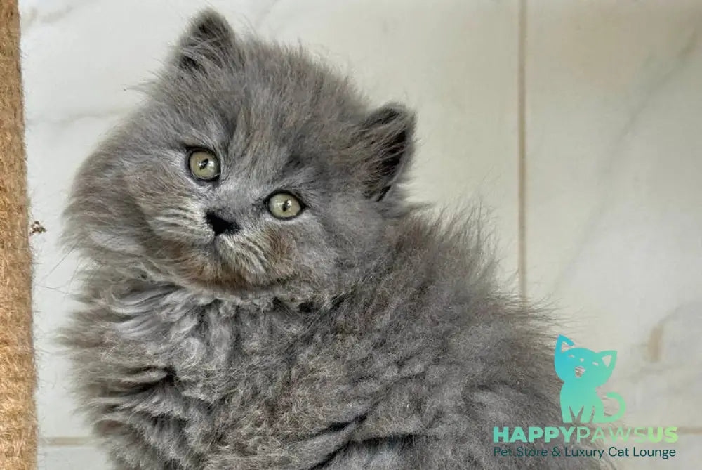 Fifa British Longhair female blue - live animals