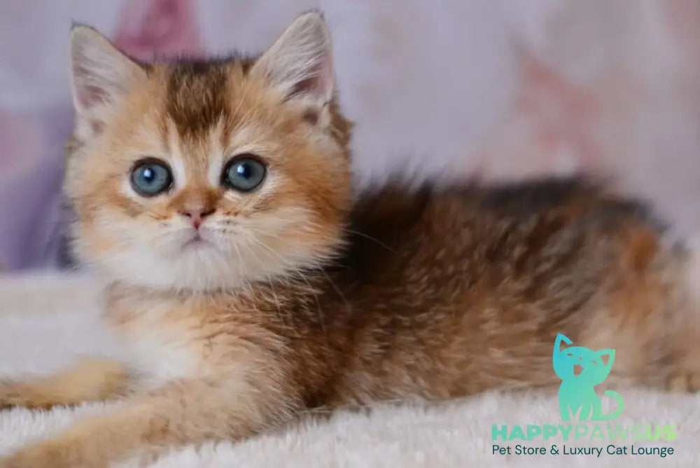 Fifa British Shorthair female black golden ticked tabby - live animals