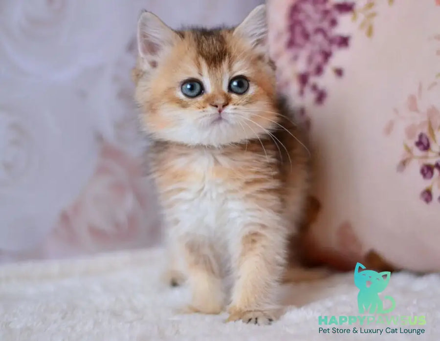 Fifa British Shorthair female black golden ticked tabby - live animals