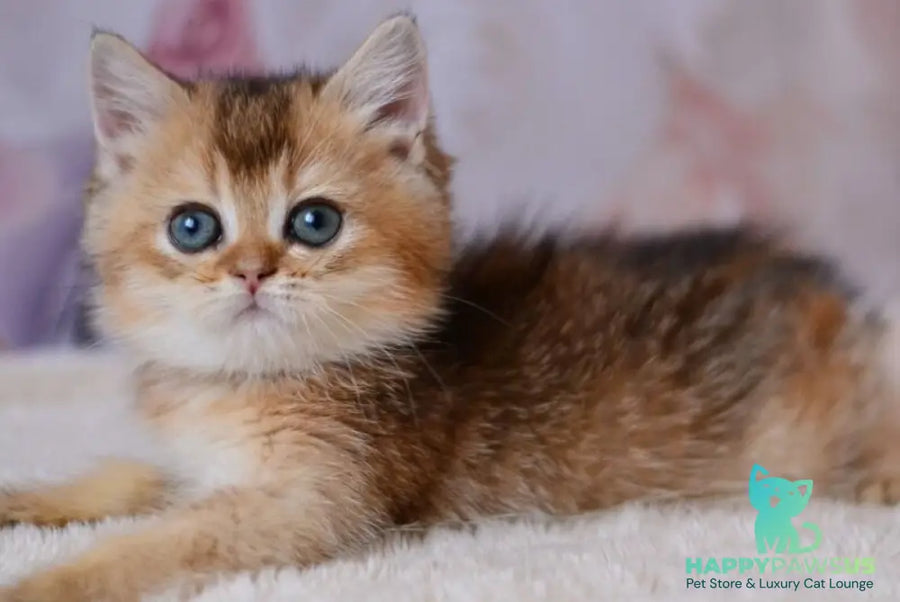Fifa British Shorthair female black golden ticked tabby - live animals