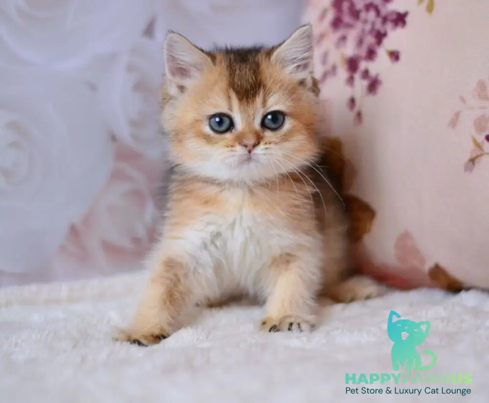 Fifa British Shorthair female black golden ticked tabby - live animals