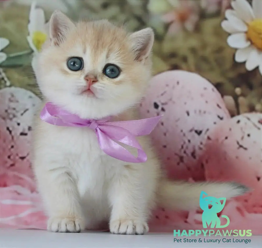 Fifa British Shorthair female blue golden chinchilla live animals